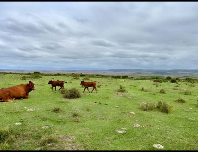 FARM FOR SALE IN MOSSEL BAY RURAL